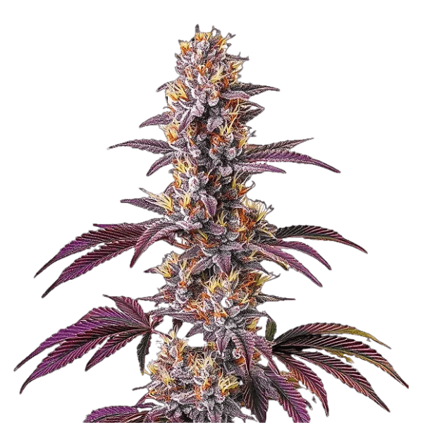 Cannabis der Sorte Blackberry Kush