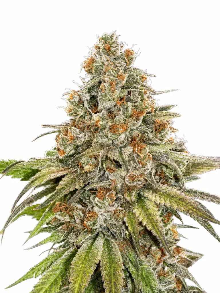 Cannabis der Sorte Blackberry Gum Fem