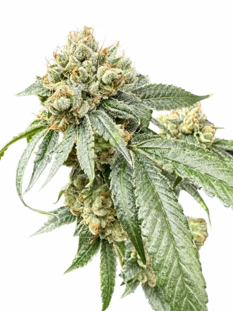 Cannabis der Sorte Blanco