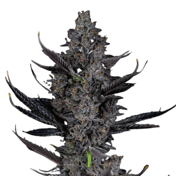 Cannabis der Sorte Bling Blaow
