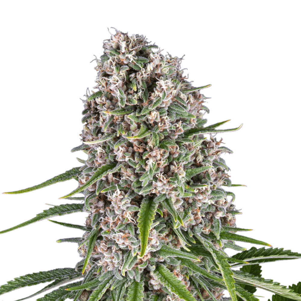 Cannabis der Sorte Blue Cheese