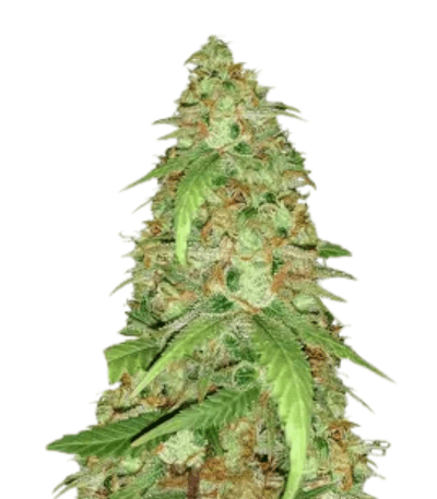 Cannabis der Sorte Blue Cindy