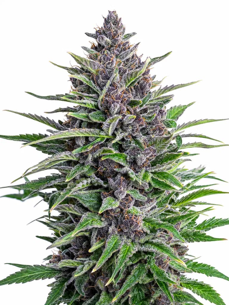 Cannabis der Sorte Blue Cookies Spritzer