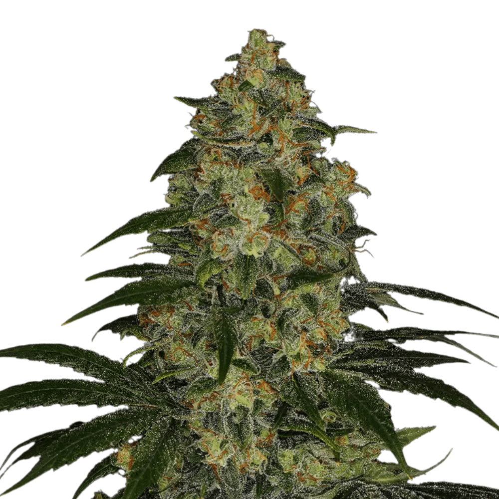 Cannabis der Sorte Blue Gelato 41