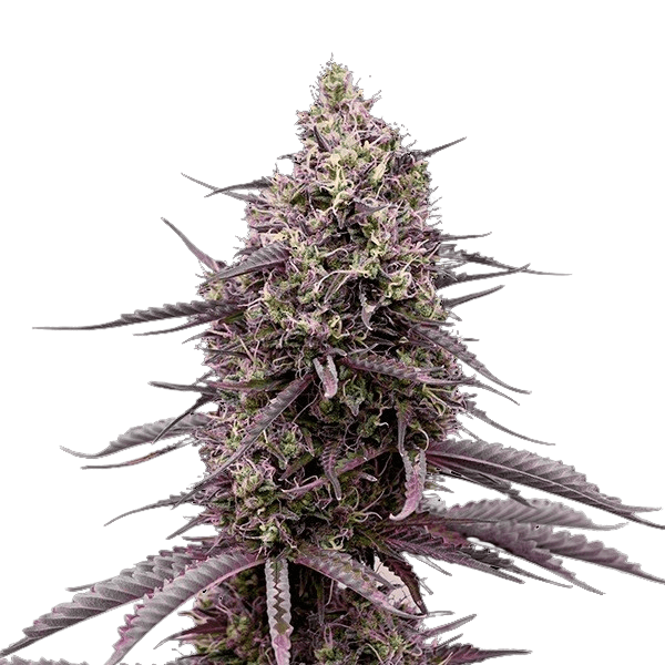 Cannabis der Sorte Blue Gelatti