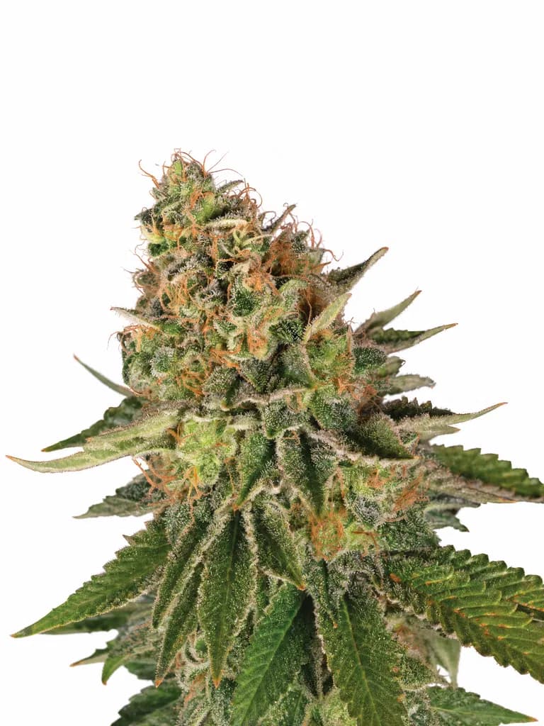 Cannabis der Sorte Blue Moby