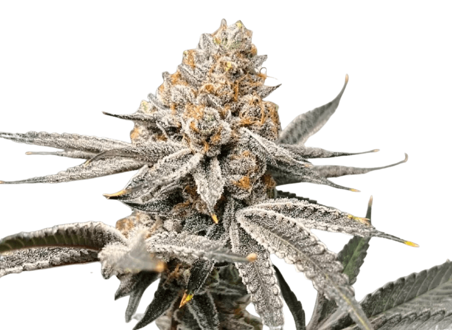 Cannabis der Sorte Blue Nerdz
