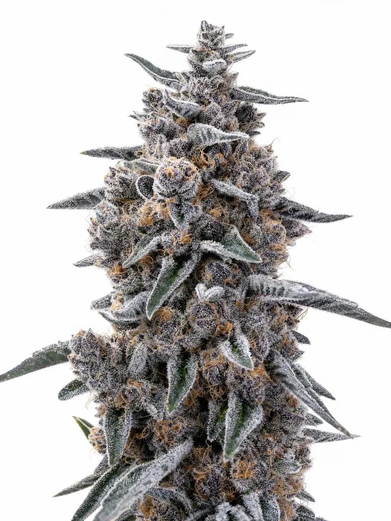 Cannabis der Sorte Blue Ritz
