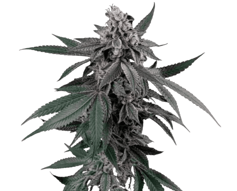 Cannabis der Sorte Blue Runtz