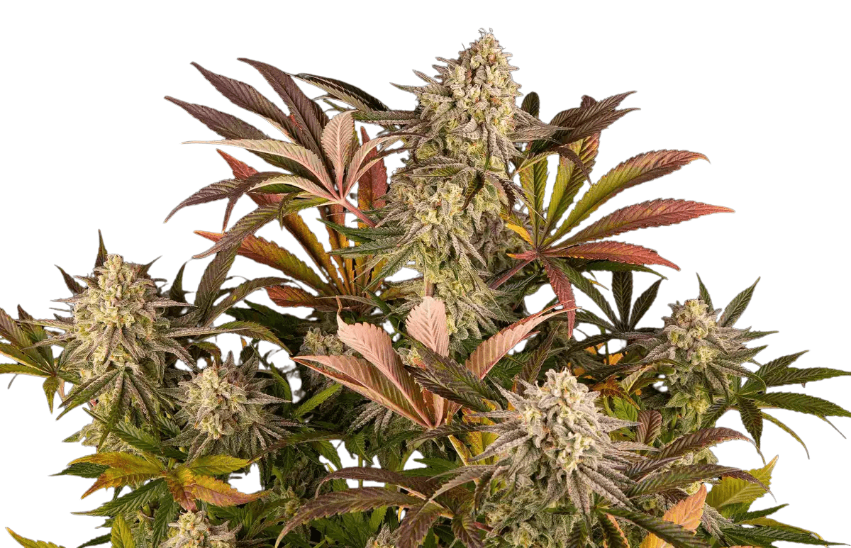 Cannabis der Sorte Blue Sunset Sherbert