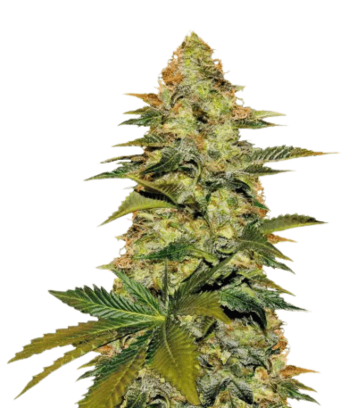 Cannabis der Sorte Blue Venom