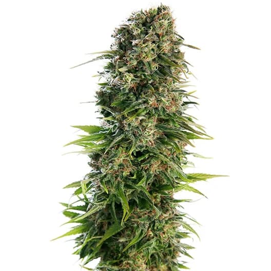 Cannabis der Sorte Blue Z
