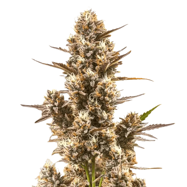 Cannabis der Sorte Blue Zushi