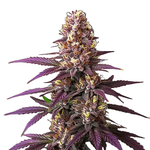Cannabis der Sorte Blueberry