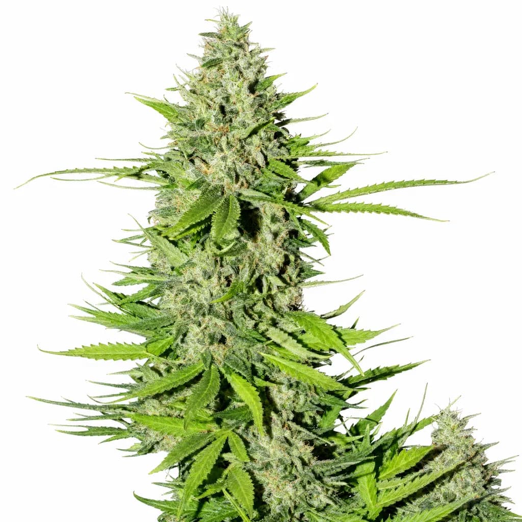 Cannabis der Sorte Blueberry Gum #2
