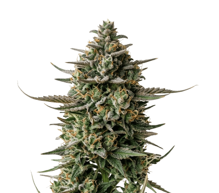 Cannabis der Sorte Blueberry Haze