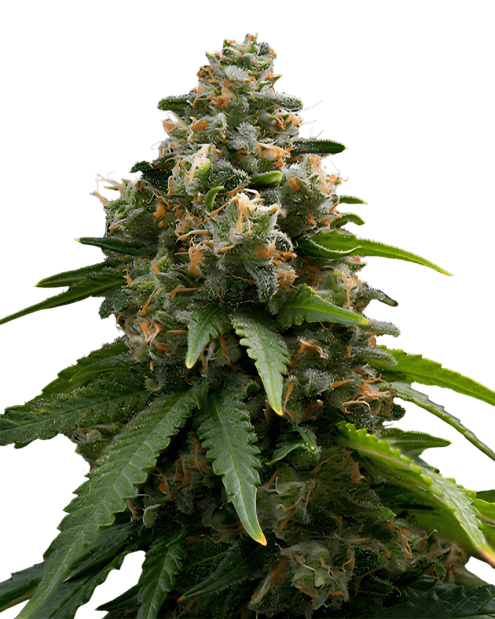 Cannabis der Sorte Blueberry Headband
