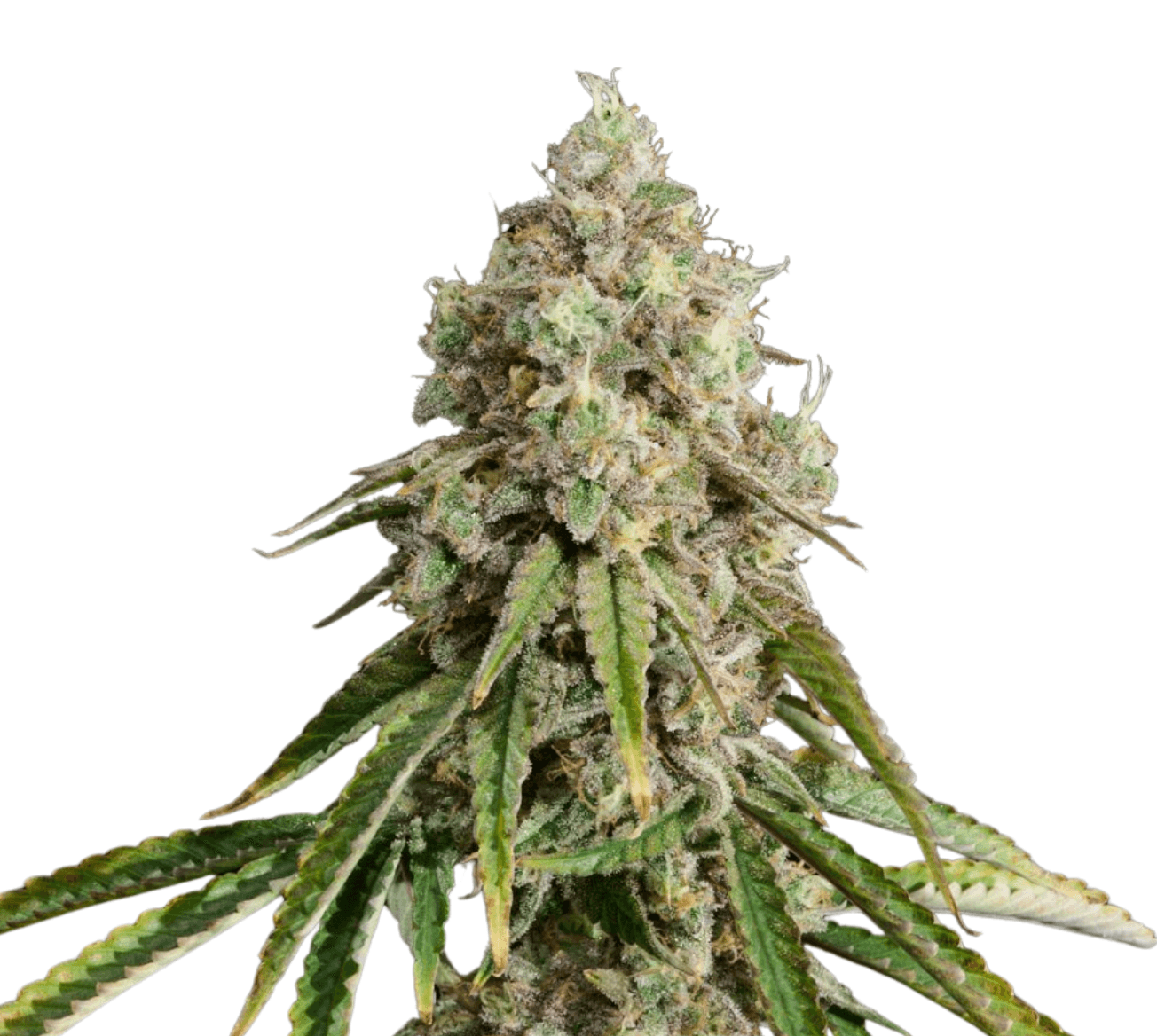 Cannabis der Sorte Blueberry Muffin