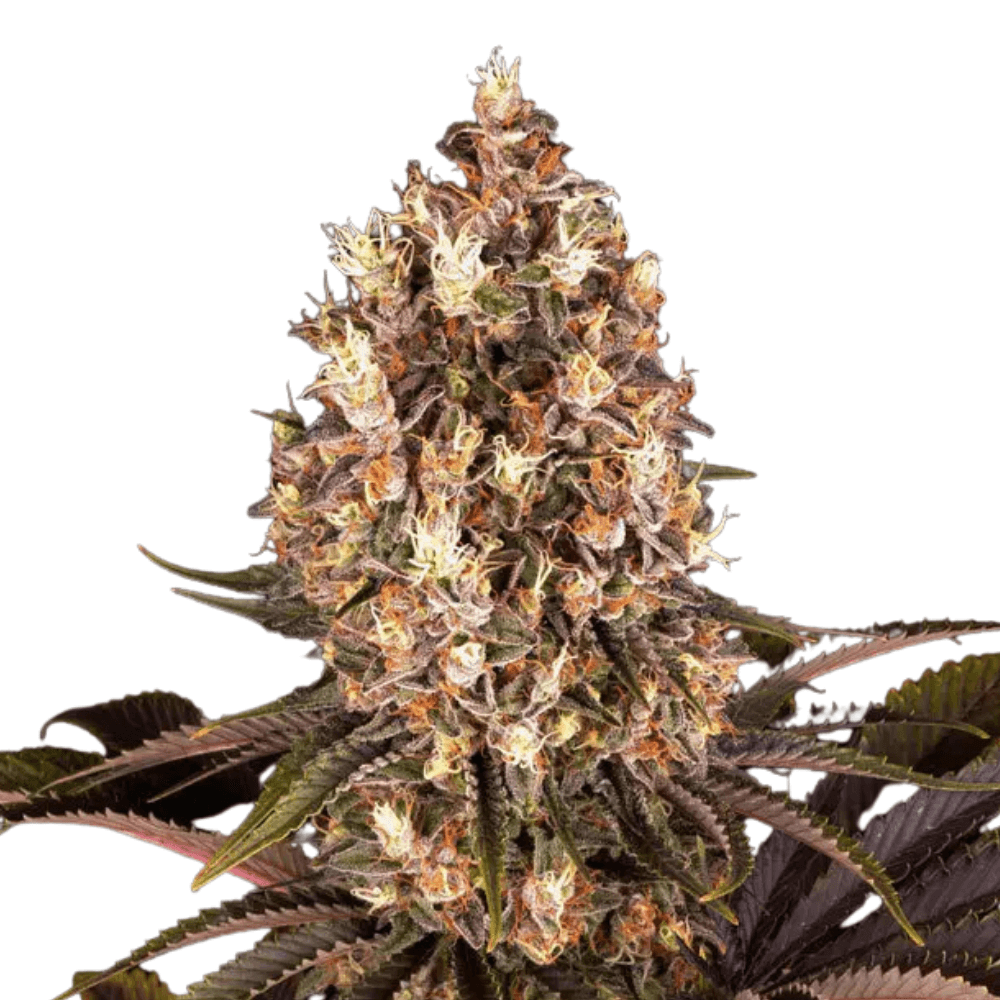 Cannabis der Sorte Blueberry OG