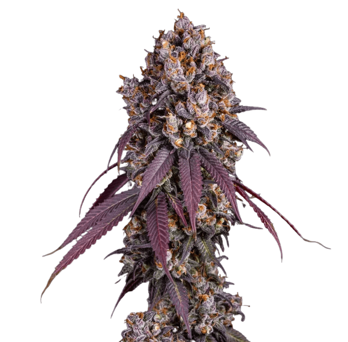Cannabis der Sorte Blueberry Pancakes