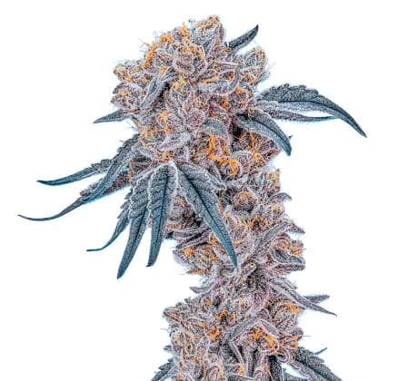 Cannabis der Sorte Blueberry Yum Yum