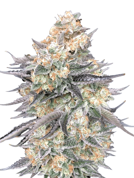 Cannabis der Sorte Bluedream OG