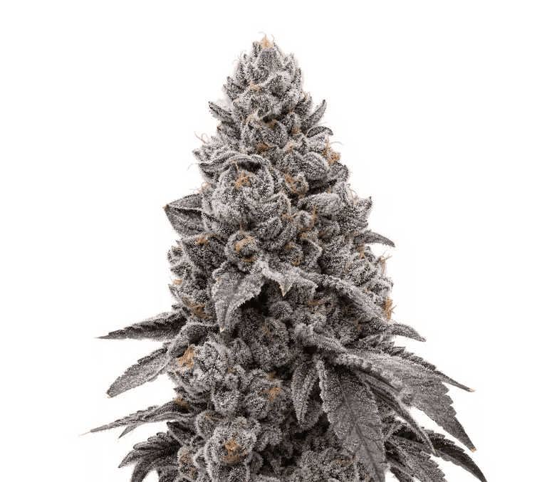 Cannabis der Sorte Bomb Popz