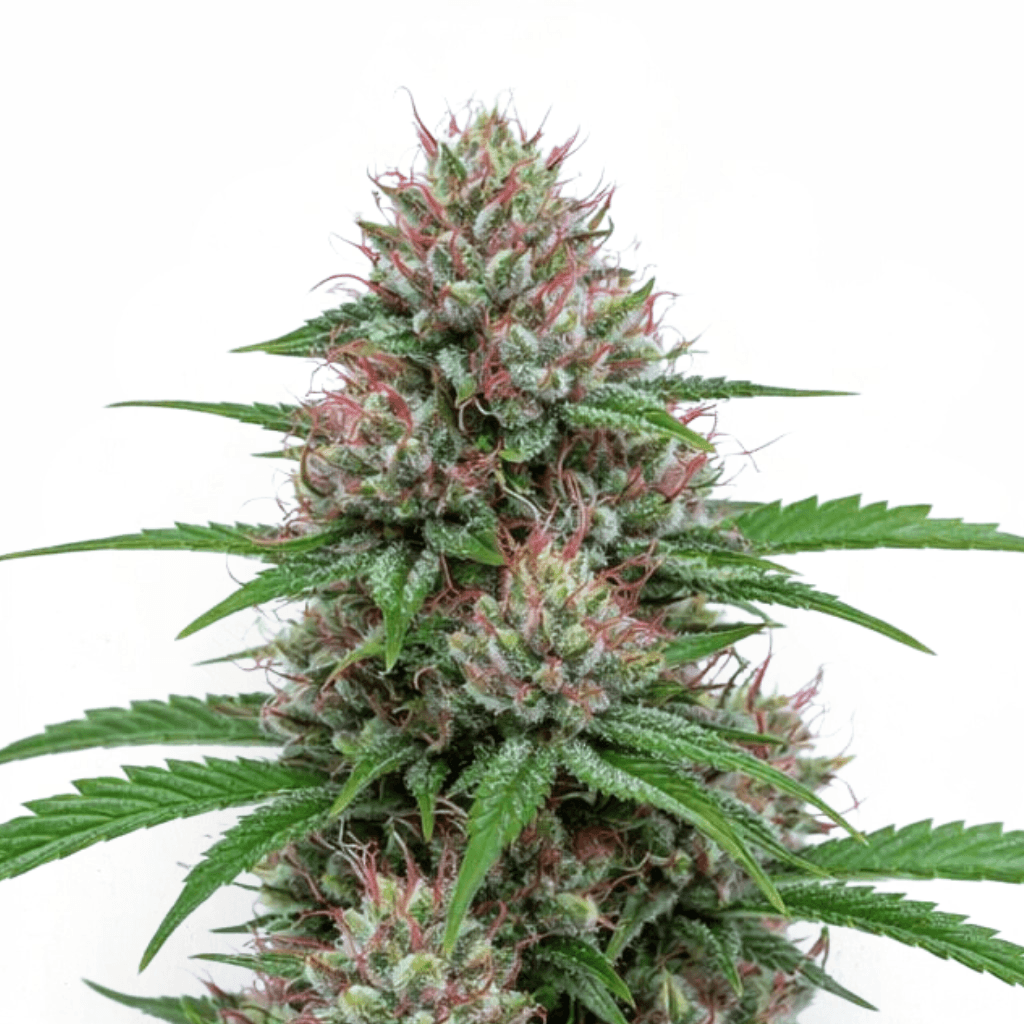 Cannabis der Sorte Boost