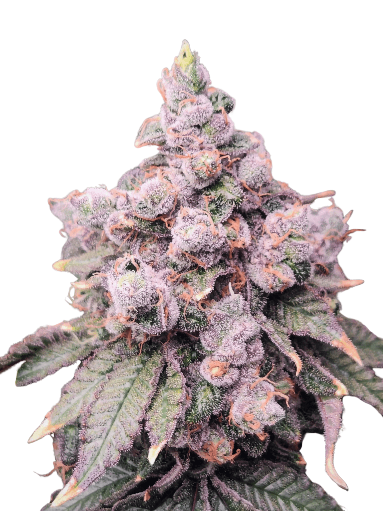Cannabis der Sorte Booty Clapper