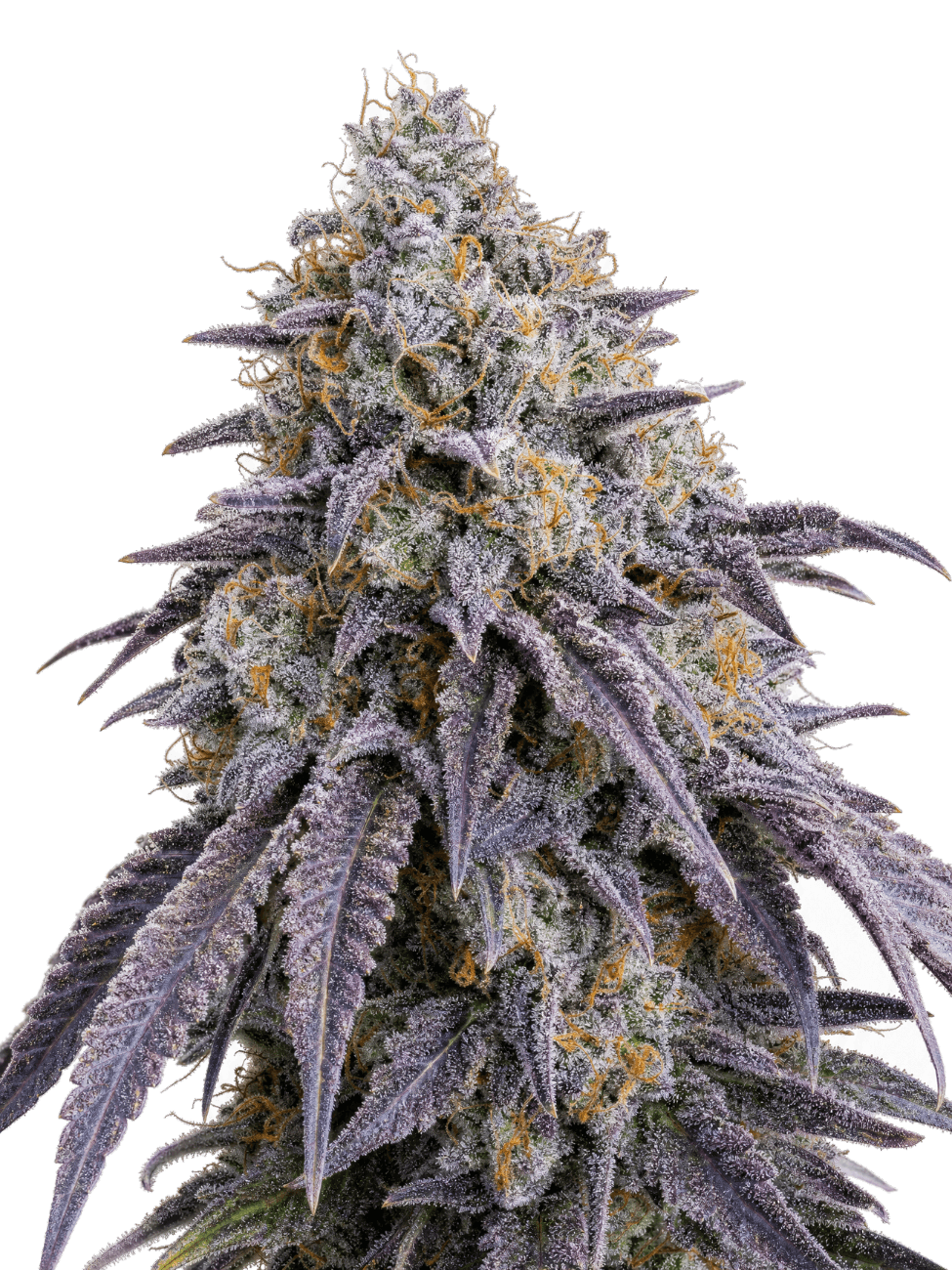 Cannabis der Sorte Bozy's Cure