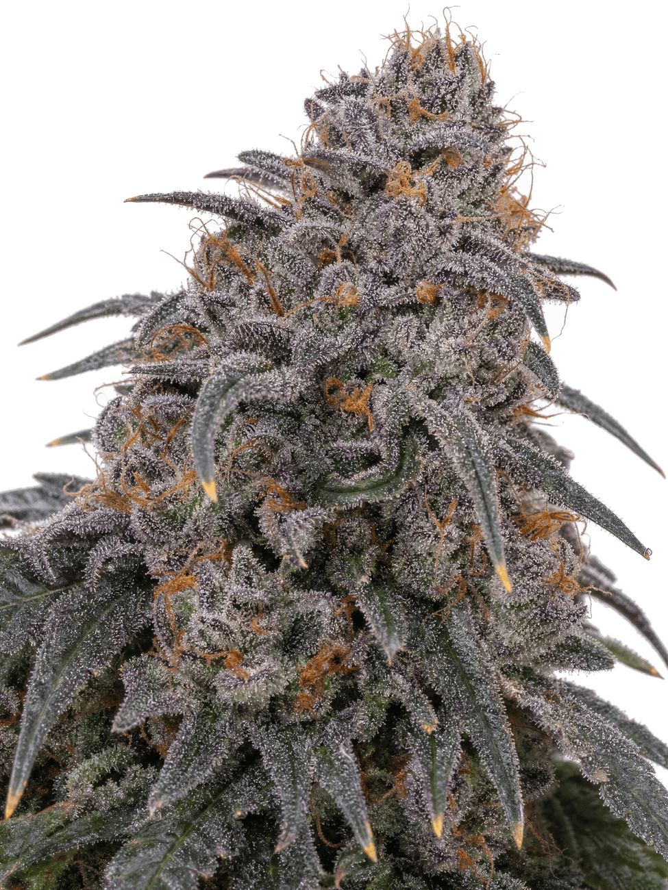 Cannabis der Sorte BRRR Berry OG x Purple Punch