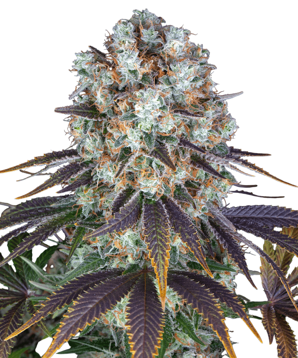 Cannabis der Sorte Bruce Banner