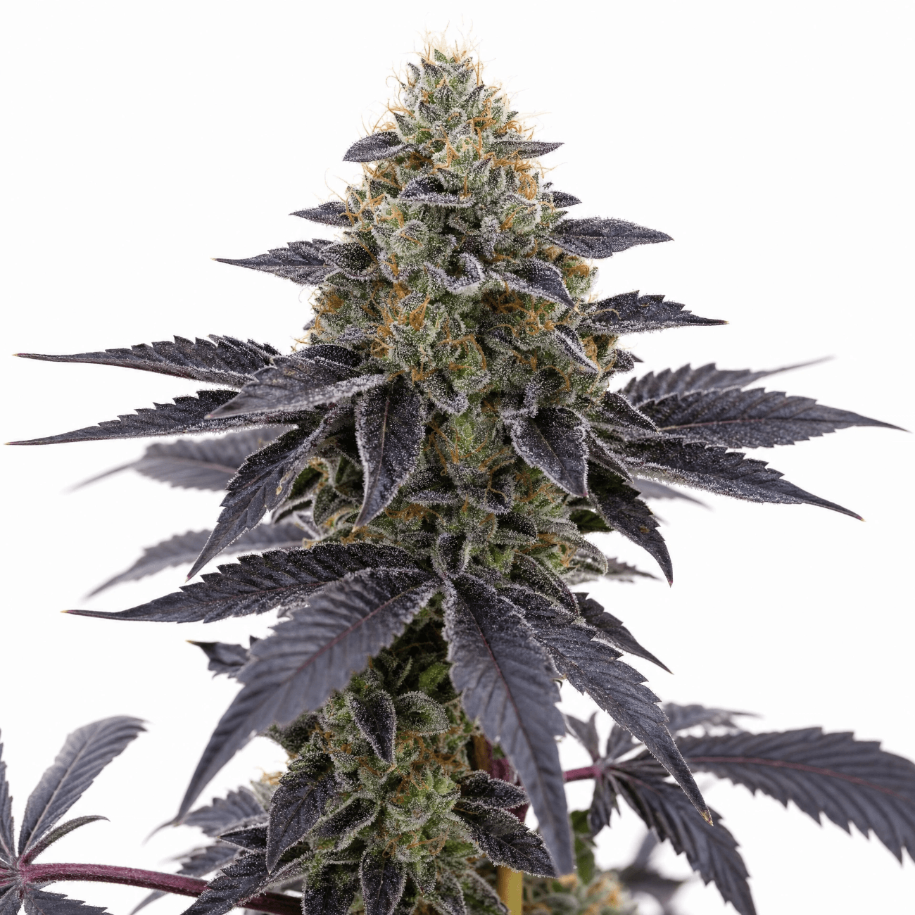 Cannabis der Sorte Bubbalooch