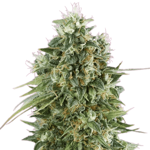 Cannabis der Sorte Bubble Gum CBD