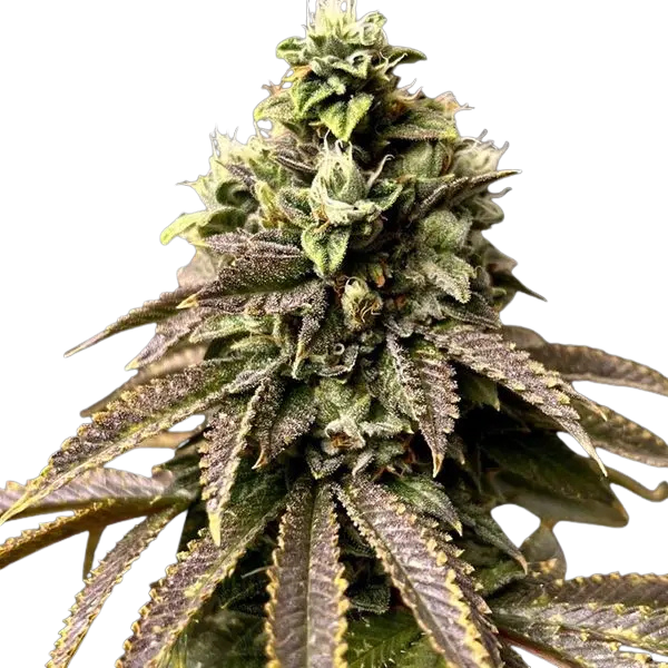 Cannabis der Sorte Bubble OG Gum