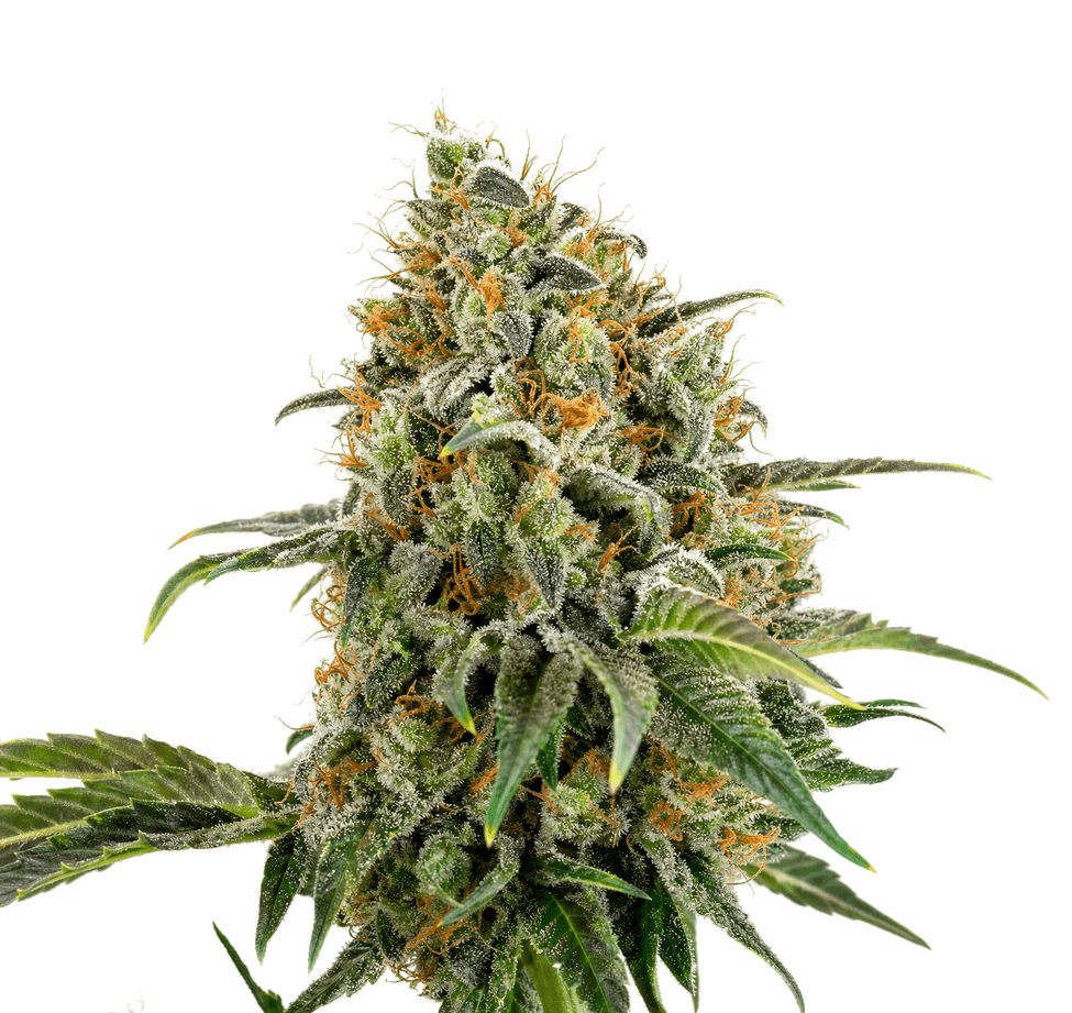 Cannabis der Sorte Bubblegum Biscotti