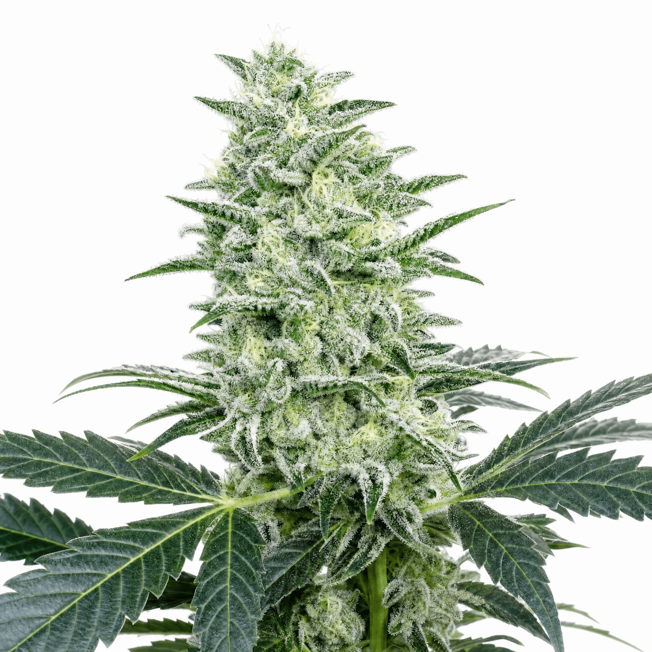 Cannabis der Sorte Bucket List