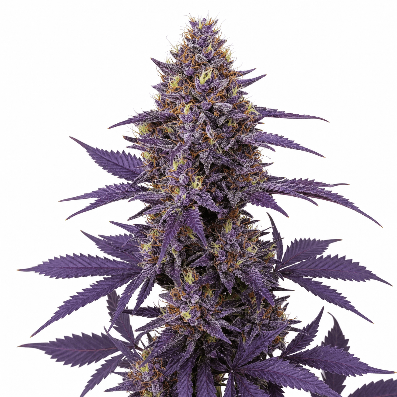 Cannabis der Sorte Bunatic