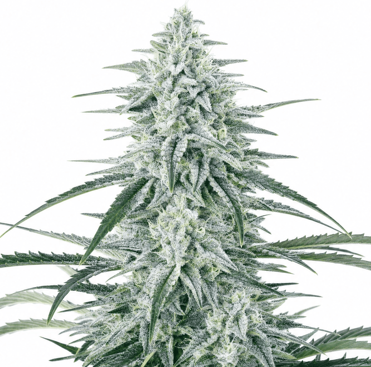 Cannabis der Sorte Burning Hat