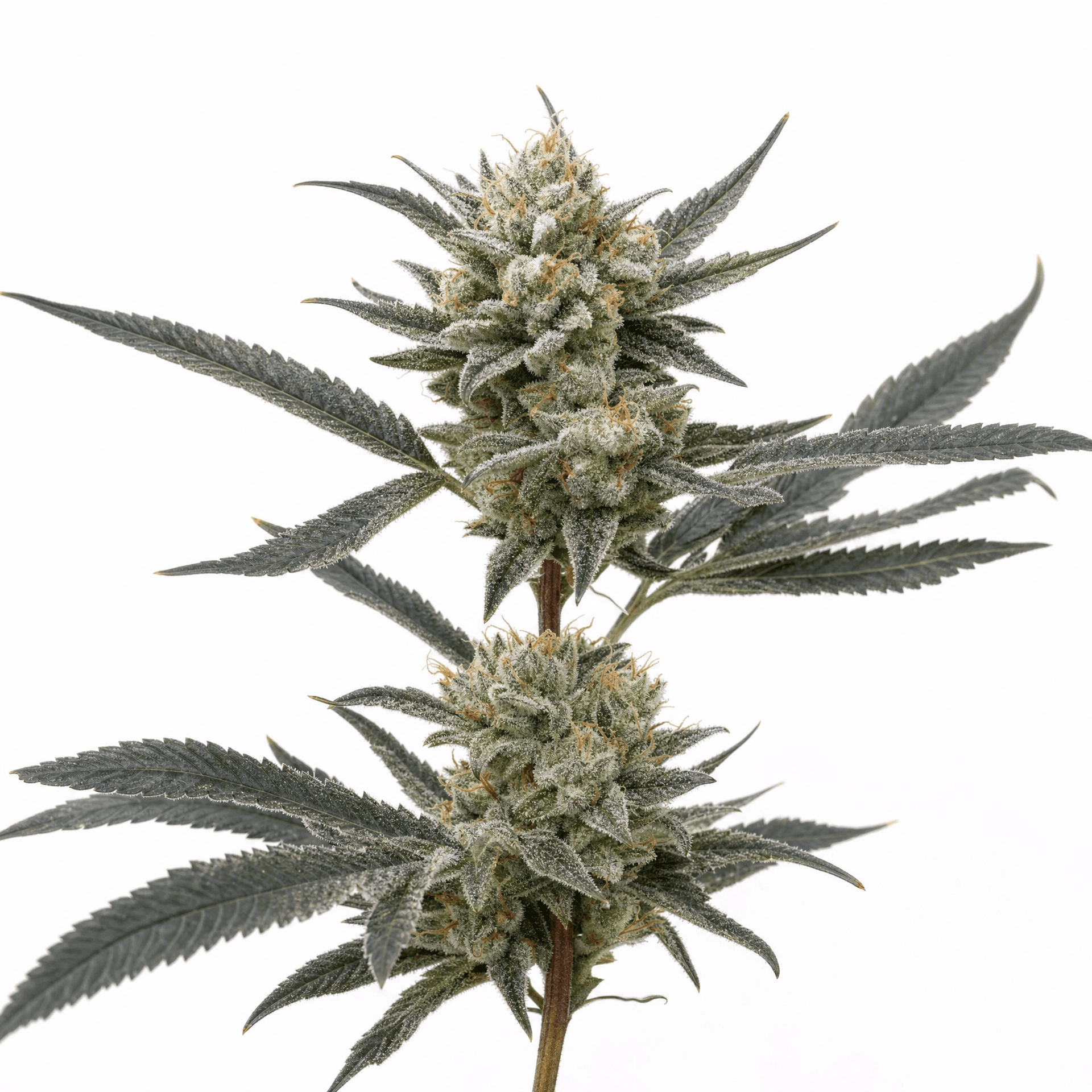 Cannabis der Sorte Cakes N Creams