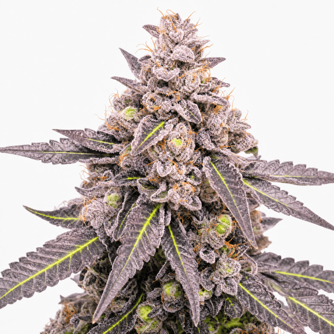 Cannabis der Sorte Cali Pink