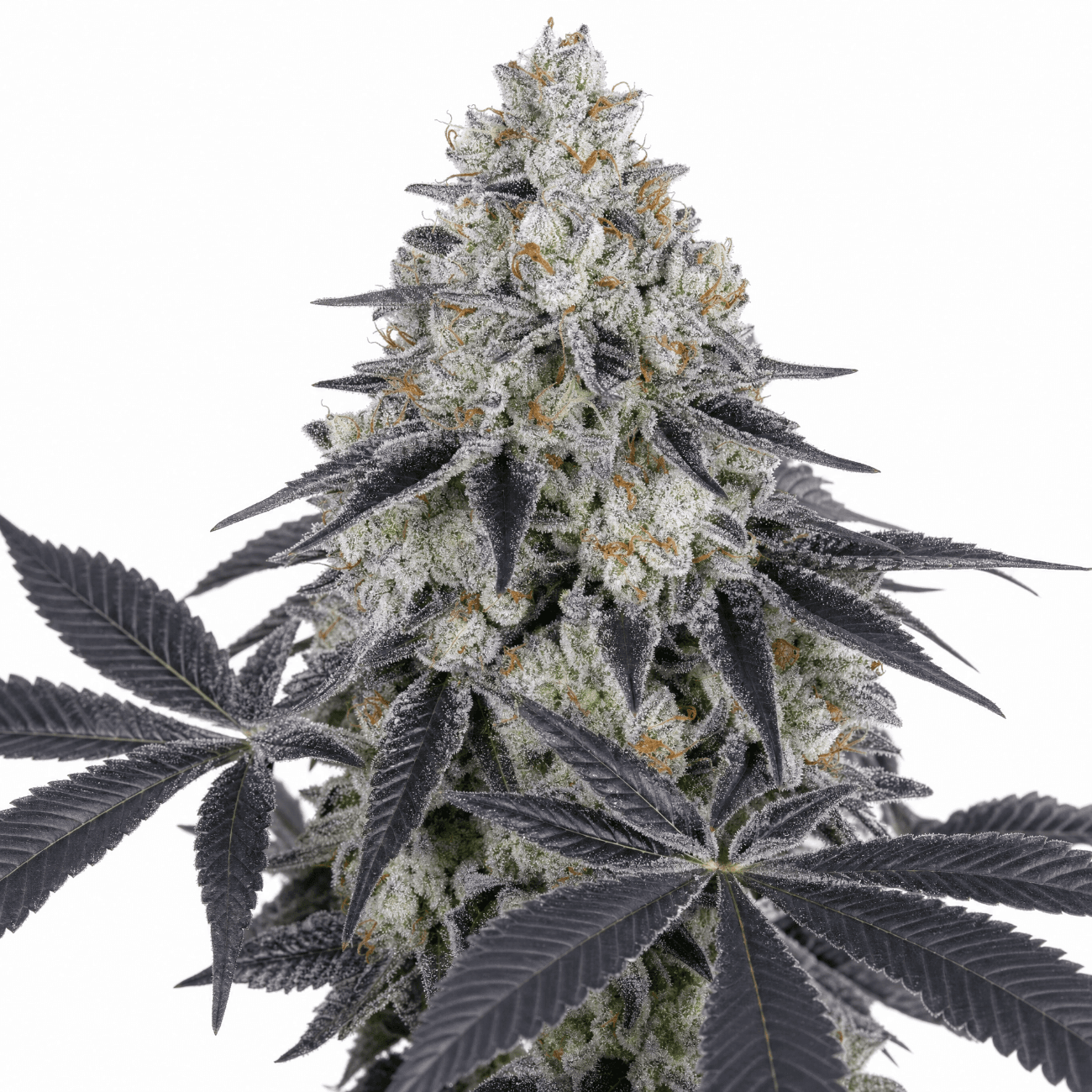 Cannabis der Sorte Cali Rain