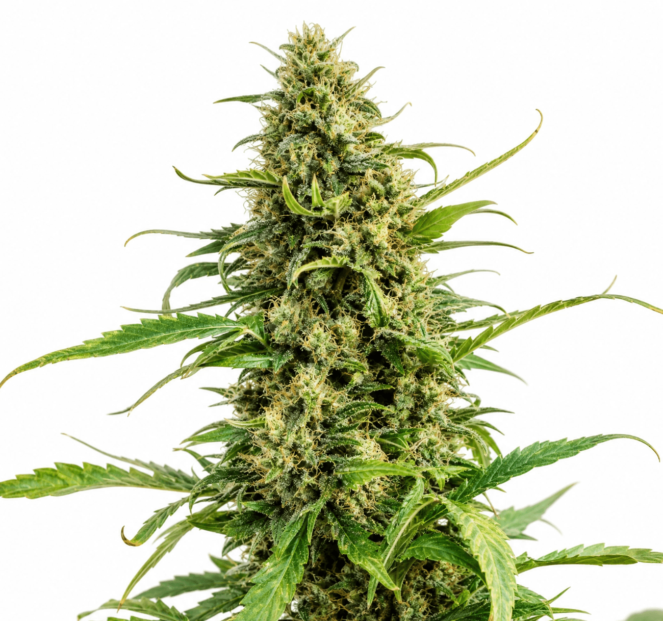 Cannabis der Sorte Cali Sunset