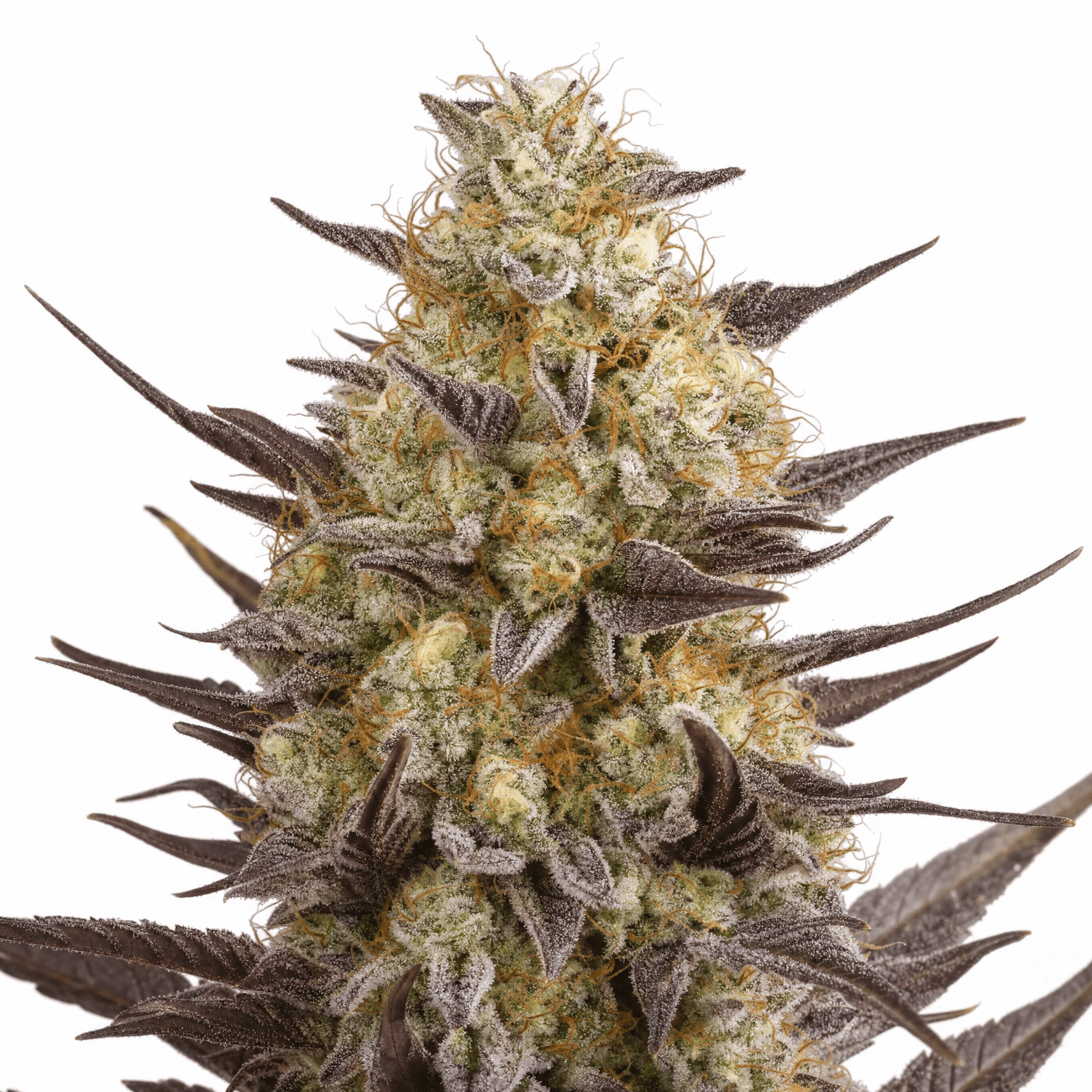 Cannabis der Sorte Cali x Gazzy