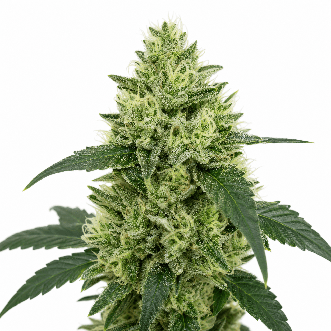 Cannabis der Sorte Candy Bandit Popstars