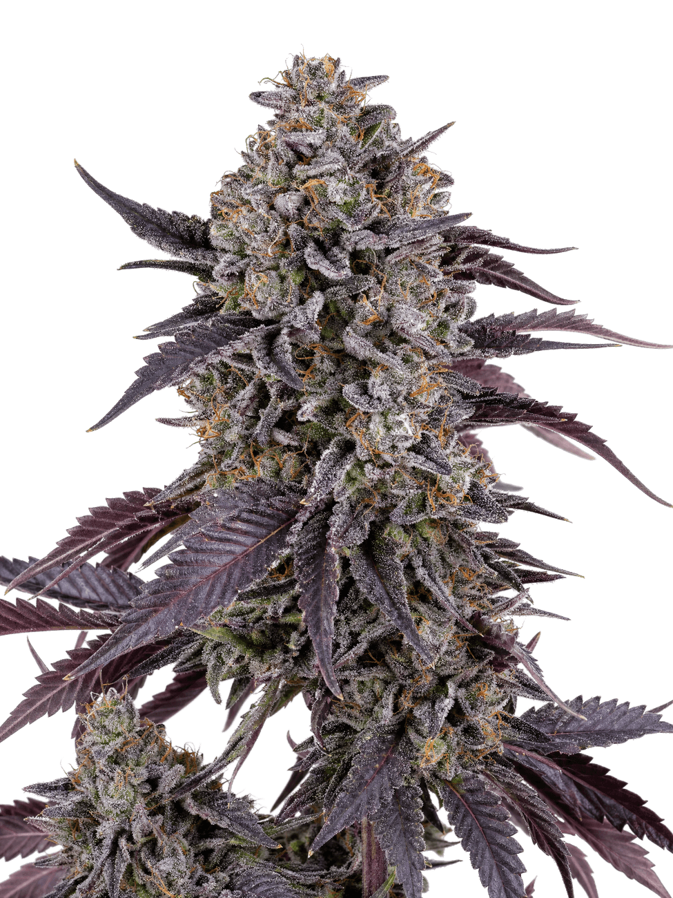 Cannabis der Sorte Candy Cartel