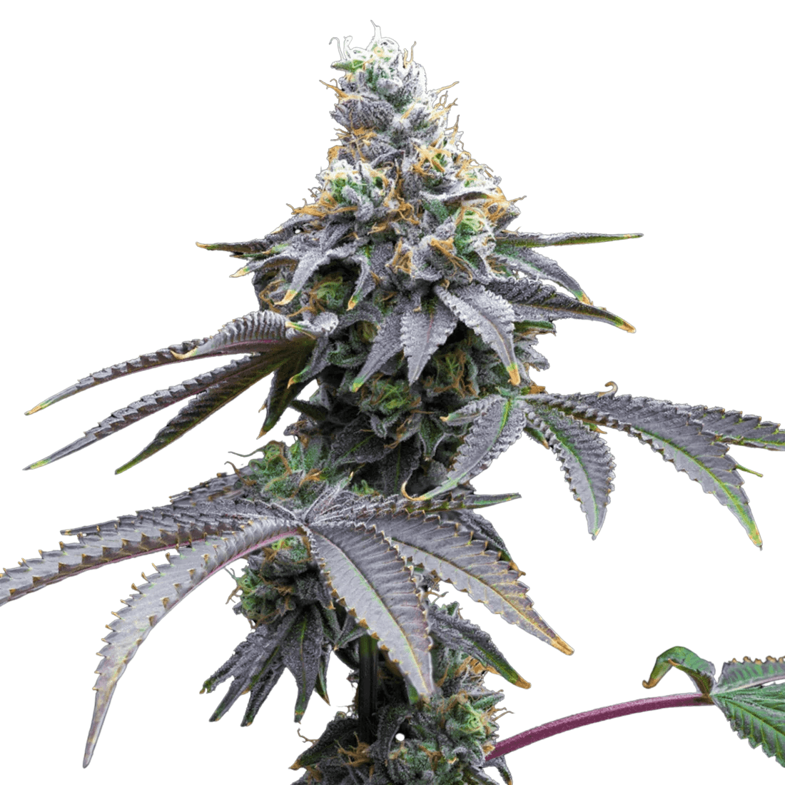 Cannabis der Sorte Candy Fumez