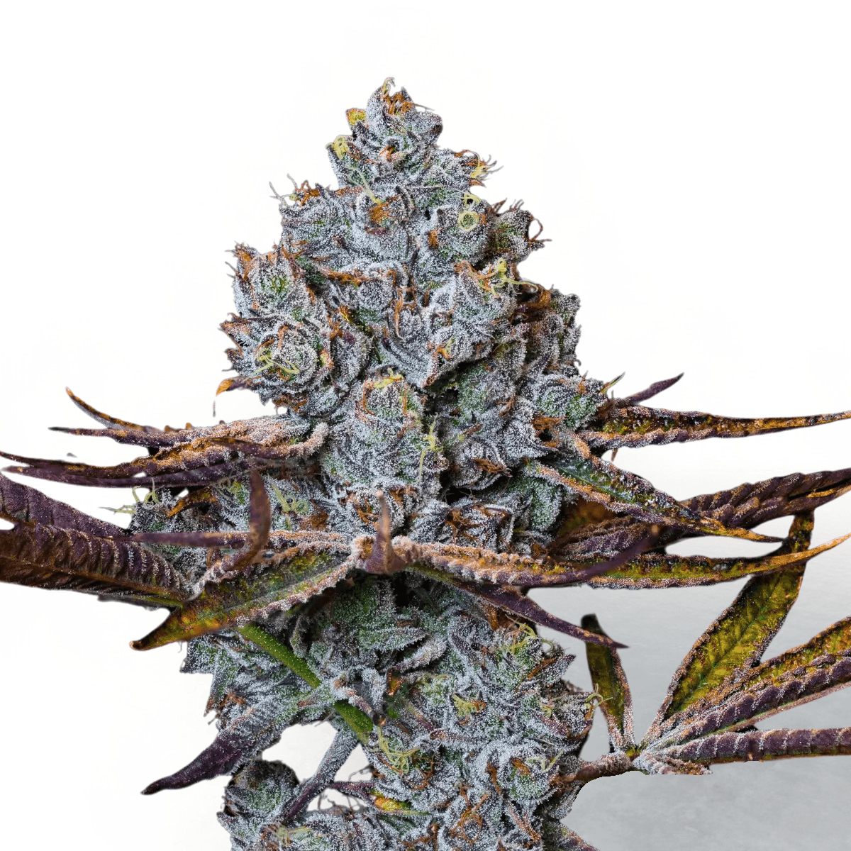 Cannabis der Sorte Candy Pave