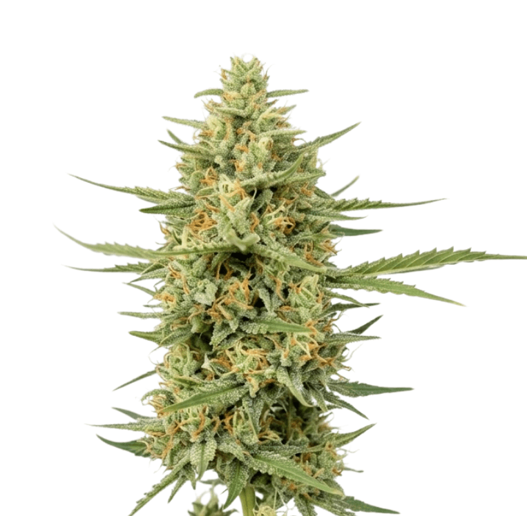 Cannabis der Sorte Cannalope Haze