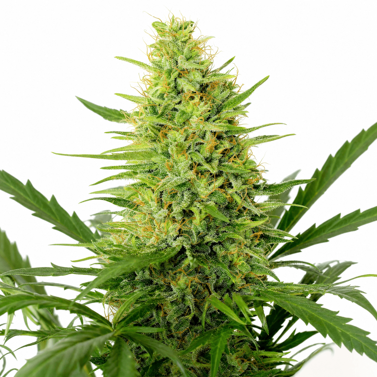 Cannabis der Sorte Cannatonic